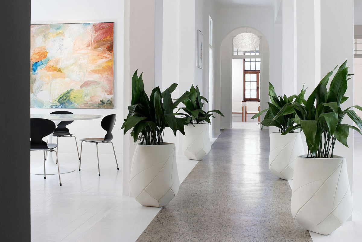 Indigenus Bhaca planters in white along a gallery corridor