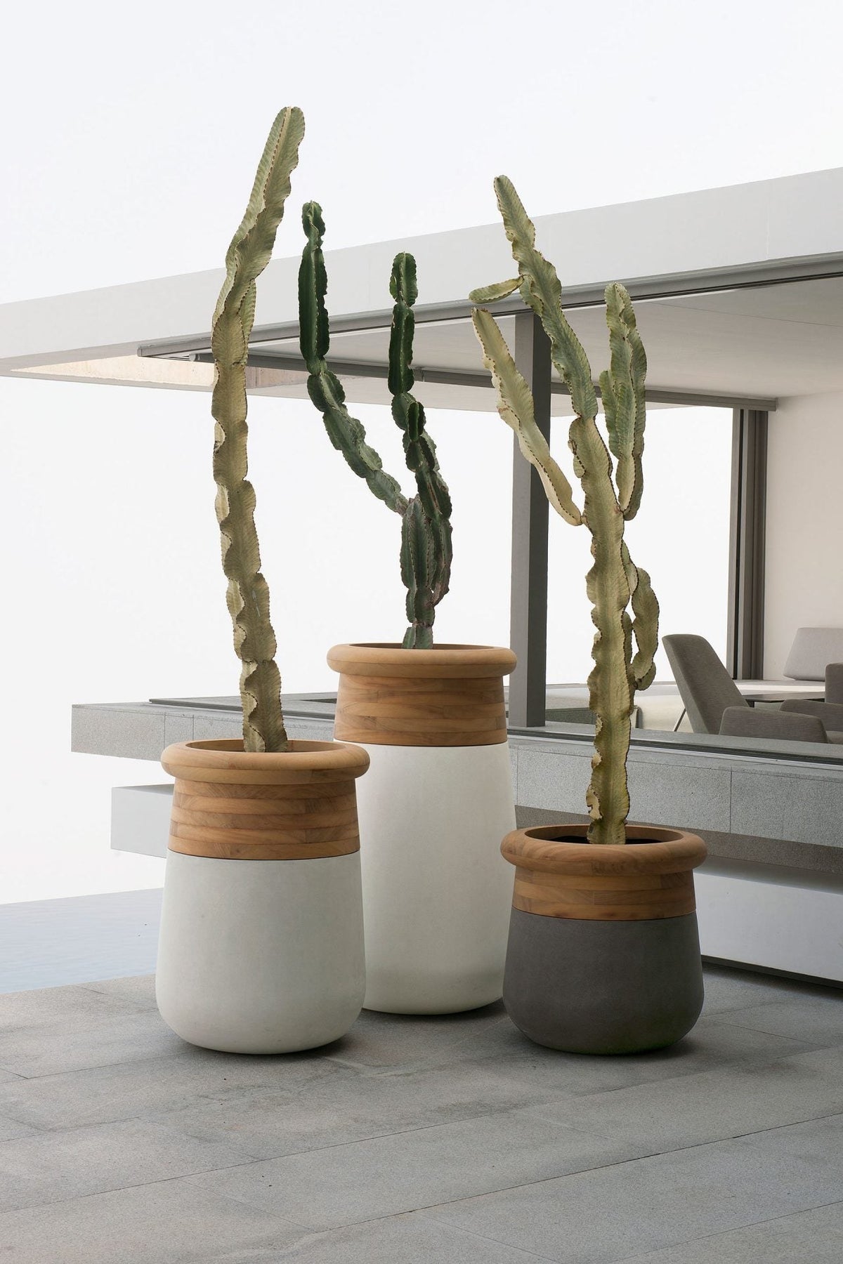 Indigenus Soma planters with cacti in an interior
