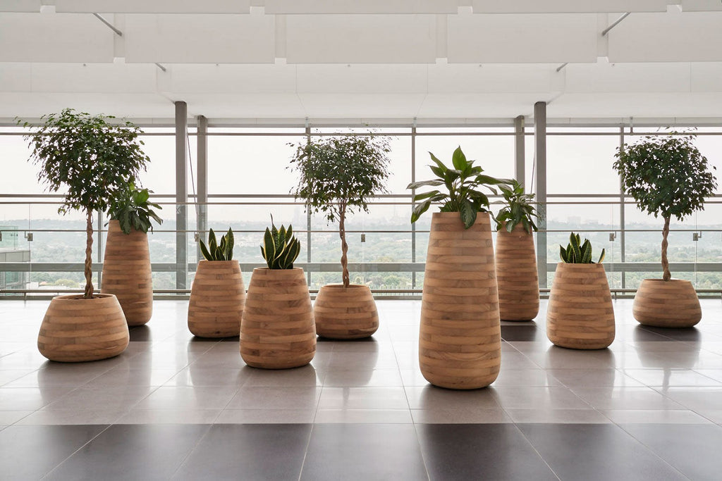 Indigenus Tuber timber planters in a corporate foyer