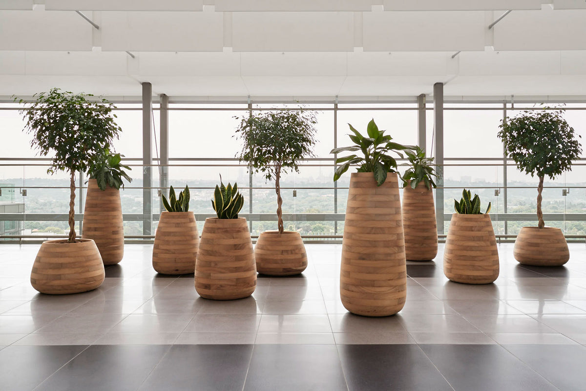 Indigenus Tuber planters